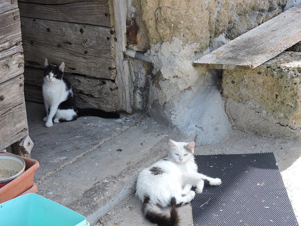 Stray cats of Calcata