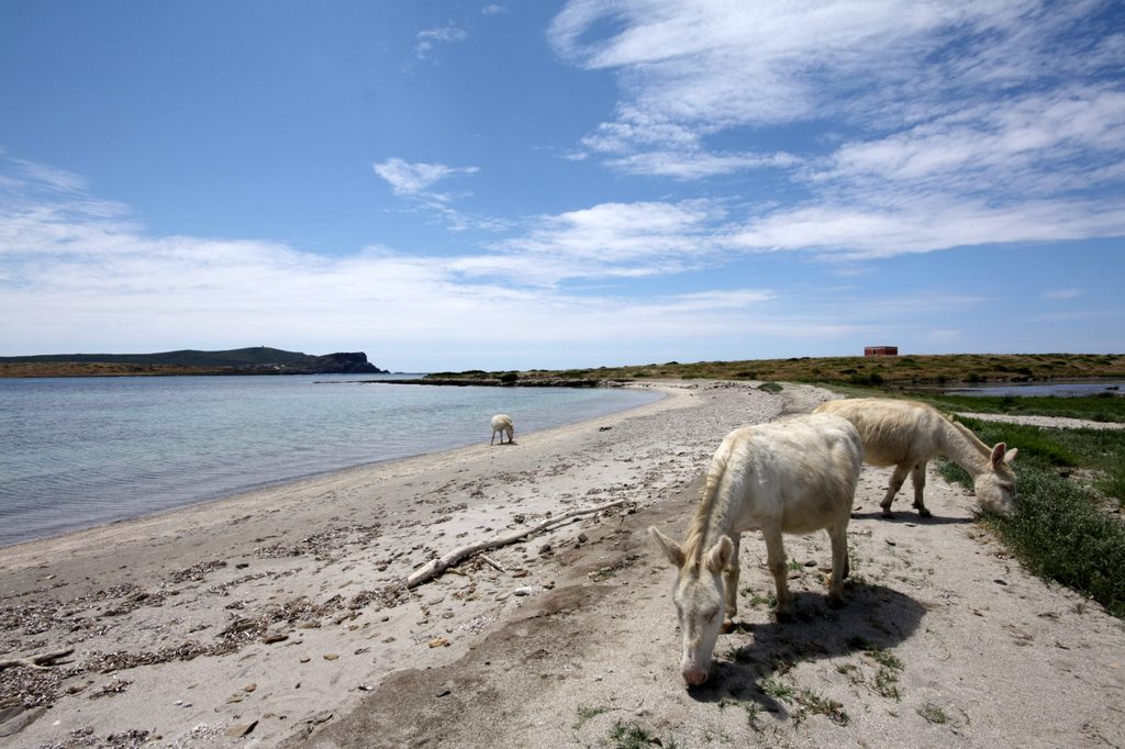 Wild Horses in Sardinia, pic by Flickr User Roberto Cossu (asibiri)