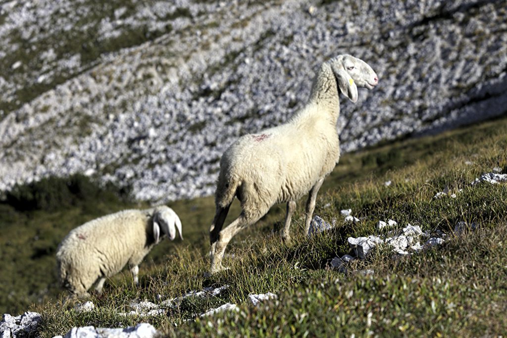 Sheep from Alpago (Pic by Flickr User iv78x)