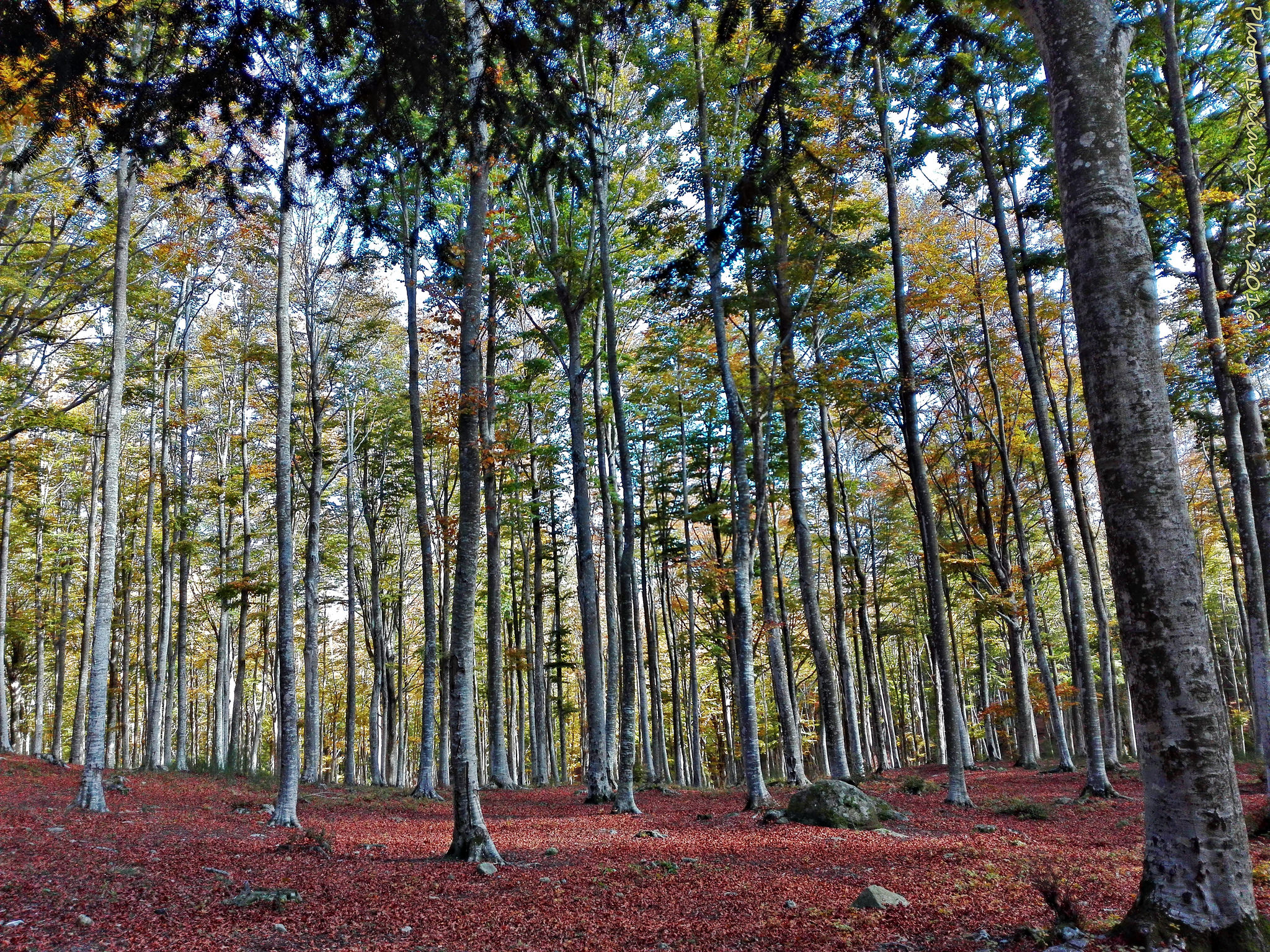 Mount Amiata Woods, Pic by Flickr User Luciano Zironi