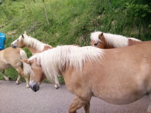 Agriturismo's horses