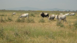 Cows and bull in the Park