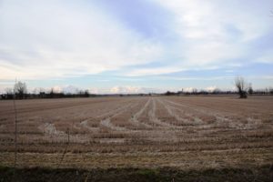 Winter view of the surrounding rice paddies