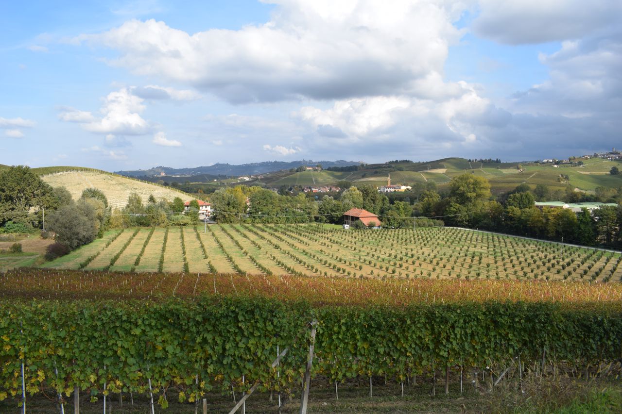 In the Surroundings of Barolo