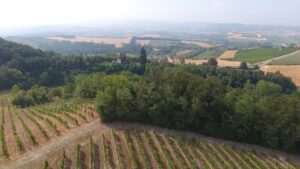 Tortona Vineyards