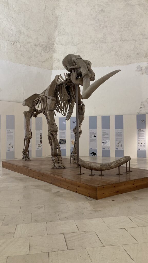 The mammut skeleton 